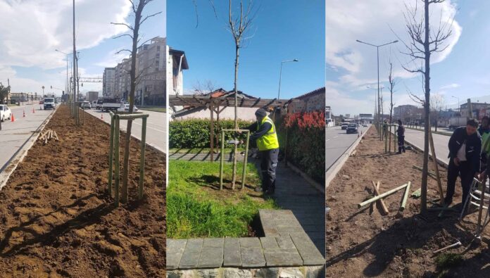 Bursa’nın Fethinin 700. Yılında 700 Çınar Fidanı Şehir Genelinde Toprakla Buluşuyor