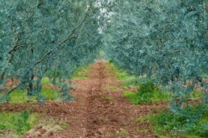 Dorlion Zeytinyağı, Sakarya Vadisi Zeytinlerinden Elde Edilen Başarılarla Takdir Topladı